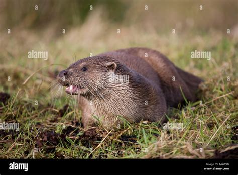 Otter; Lutra lutra Single Eating; UK Stock Photo - Alamy