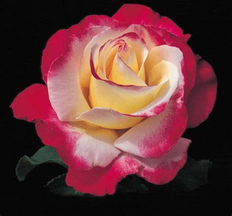 10 Hybrid Tea Rose Varieties to Grow - Birds and Blooms