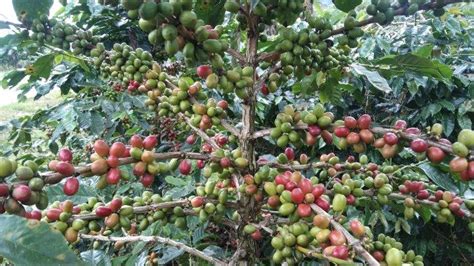 Harga Kopi Gayo Gelondongan di Bener Meriah Turun, Cek Harganya - tribungayo.com