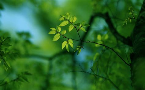 Green Tree Mac Wallpaper Download | AllMacWallpaper