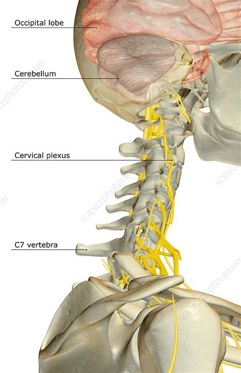 Back Of Neck Nerves Anatomy Brachial Plexus Traumatic Nerve Injuries | Images and Photos finder