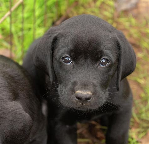 Cute Black Labrador Retriever Puppies