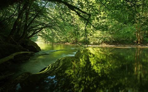 Forest Background Wallpaper » Arthatravel.com