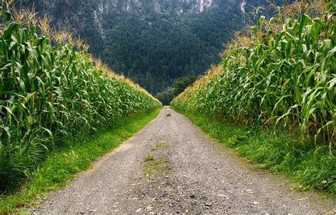 Tips for Making a Corn Maze on Your Family Farm This Fall