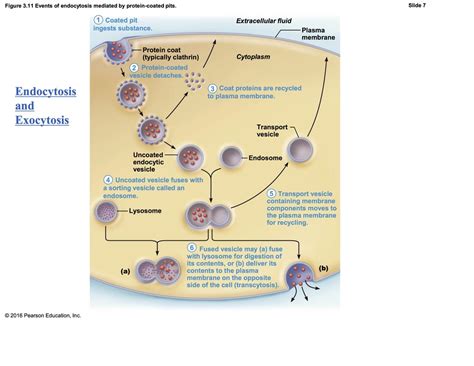 Endocytosis and Exocytosis, Vesicular Transport Diagram | Quizlet