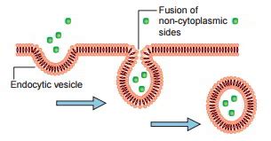 Vesicular Transport – Endocytosis and Exocytosis – Earth's Lab