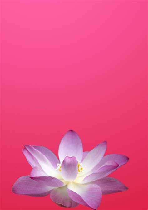 flower background with hot pink colour 24644075 Stock Photo at Vecteezy