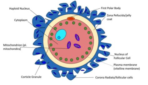 Oocyte Structure