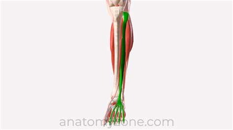 Extensor Digitorum Longus Model