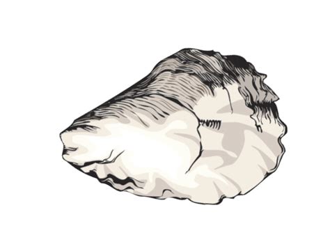 Free Oyster Cliparts, Download Free Oyster Cliparts png images, Free ...