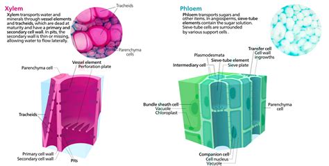 9.9: Seedless Vascular Plants - Biology LibreTexts