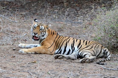 5 most popular tigers in India