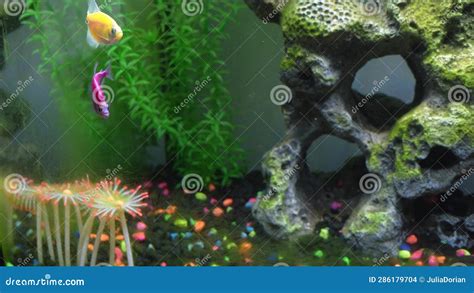 Close Up View of Glofish in Aquarium. Glow Fish Different Colored in Tank with Stock Footage ...