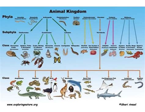 Animal Kingdom Classification Ppt