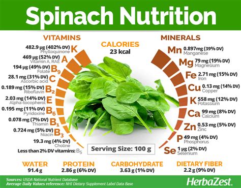 Spinach | HerbaZest