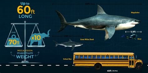 Megalodon Compared To Blue Whale | www.pixshark.com - Images Galleries ...