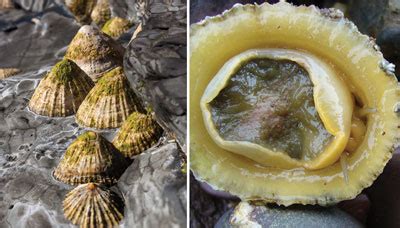 Limpet teeth break strength record