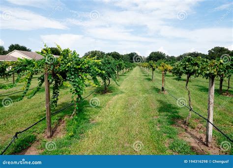 Muscadine Grape Tree in the Harvest Season in Florida Stock Photo - Image of bush, business ...