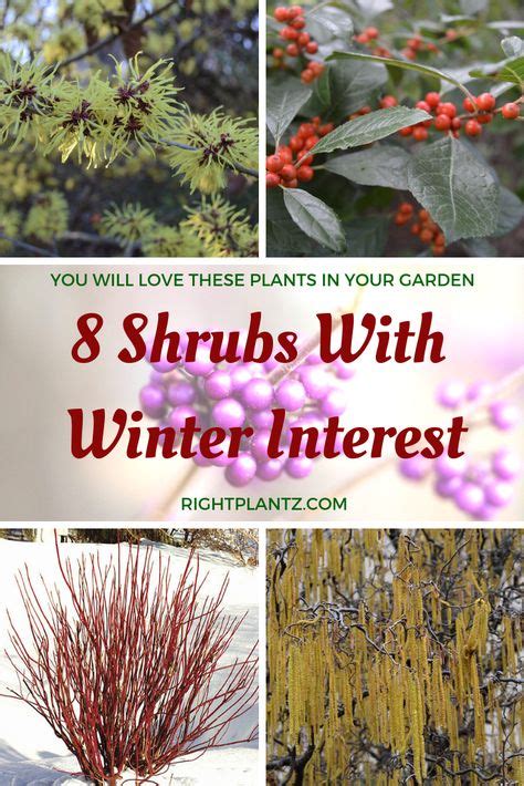 15 Best Cold weather plants images | Plants, Planting flowers, Winter plants