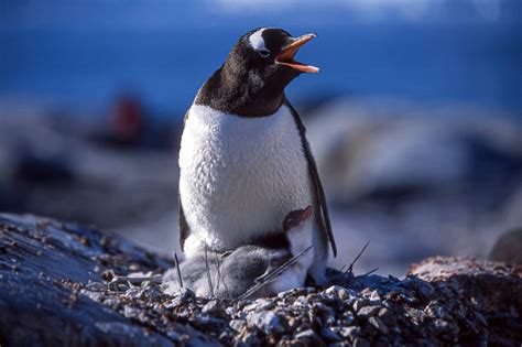 160+ Penguin Hatching Photos Stock Photos, Pictures & Royalty-Free Images - iStock