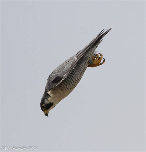 Falcon Images: Peregrine Falcon Diving For Prey