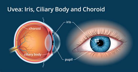 Iris | Eye Care Education Center | Loiusiana Eye and Laser