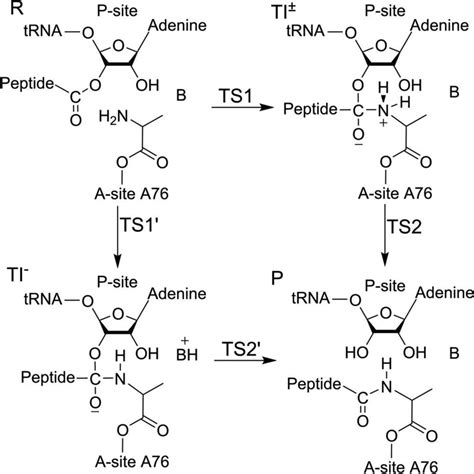 Formation Of A Peptide Bond