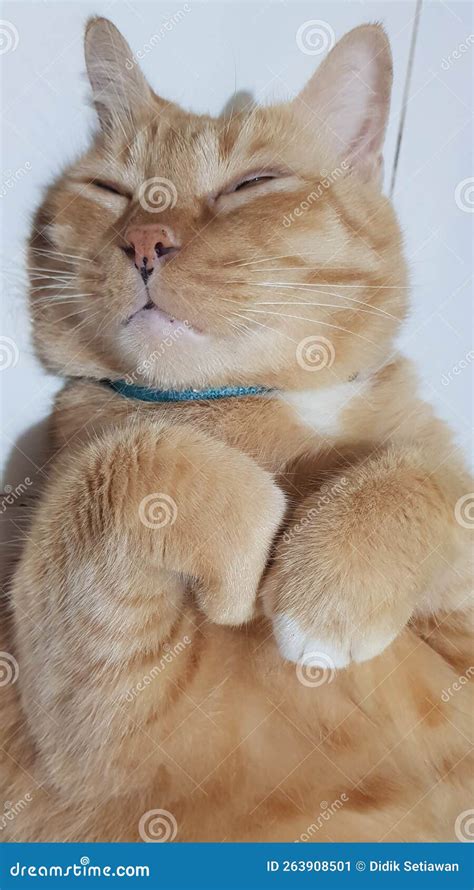 Orange cat sleeping stock image. Image of head, mammal - 263908501