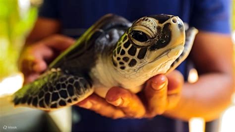 Kosgoda Turtle Hatchery and Gem Workshop Private Tour From Bentota ...