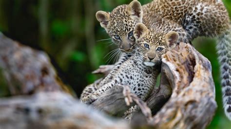 Leopard cubs on a dry tree in Masai Mara - Spotlight Photos