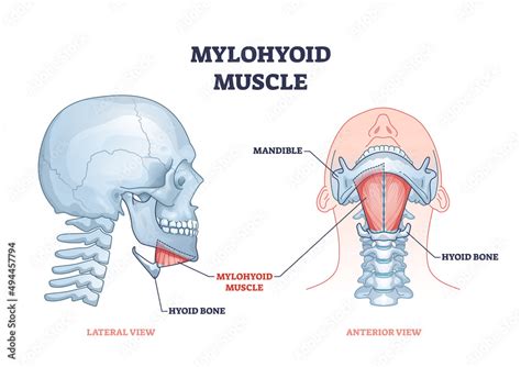 Mylohyoid muscle and hyoid bone with throat muscluar system outline diagram. Labeled educational ...