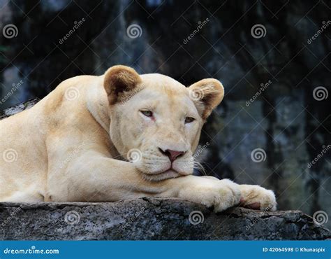 Close Danger and Angry Face of Leopard in Wild Stock Photo - Image of panthera, life: 42064598