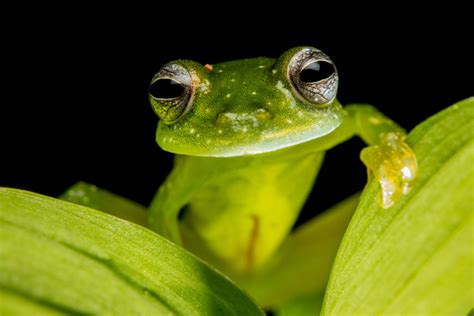 Glass Tree Frog