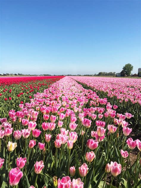 Travel Spotlight: Visiting the Tulip Fields in the Netherlands - The A-Lyst: A Boston-based ...