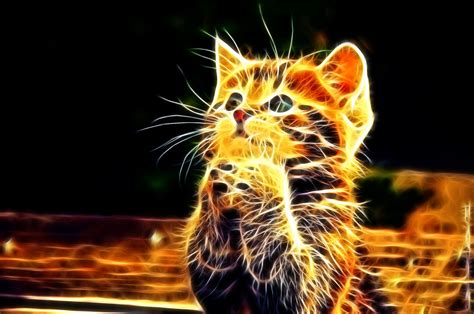 🔥 [50+] 3D Cat Wallpapers | WallpaperSafari