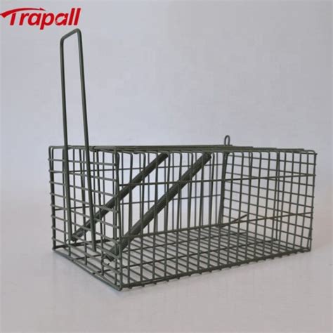 Do mice learn to avoid traps? - Trapalls.com