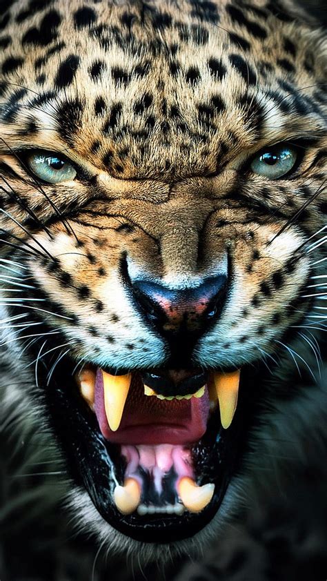 Angry Leopard