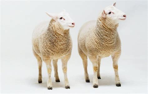 Top 159 + Animal cloning dolly sheep - Inoticia.net