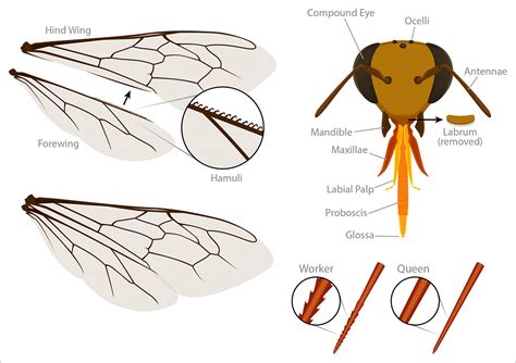 Bee Anatomy | Deviche Designs