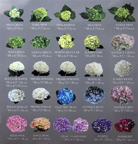 Hydrangea color chart and tips for changing flower hue – Artofit