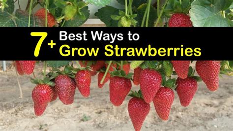 7+ Best Ways to Grow Strawberries