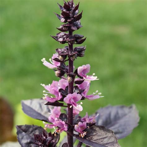 How to Grow and Care for Dark Opal Basil (Ocimum basilicum 'Dark Opal')