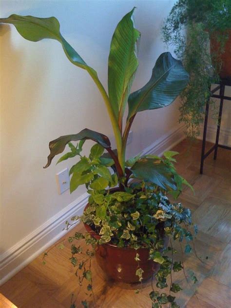 Growing Tips for Banana Trees in the Garden or Indoors