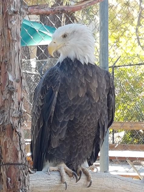 Bald Eagle - Big Bear, Ca : r/birdsofprey