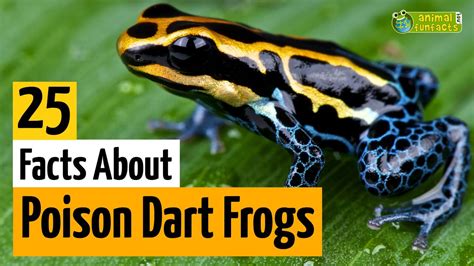 What Makes the Poison Dart Frog Poisonous? - AMPHIPEDIA