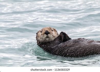 Sea Otter Swimming Stock Photo 1136583329 | Shutterstock