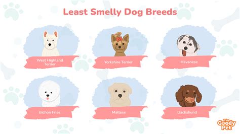 17 Least Smelly Dog Breeds Perfect For Apartment Living - The Goody Pet