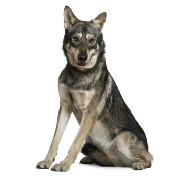 Saarloos Wolfdog Breed Information, Characteristics & Heath Problems | DogZone.com