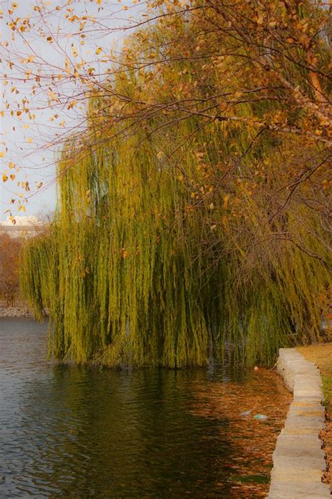 Willow Weeping Tree · Free photo on Pixabay