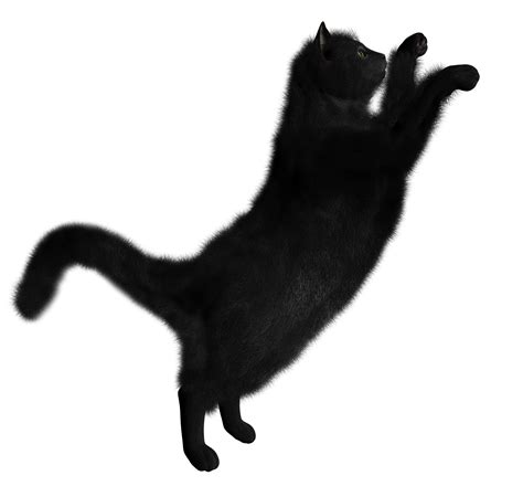 Real Black Cat Png